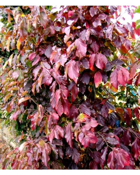 Parrotia persica , Perzisch IJzerhout.