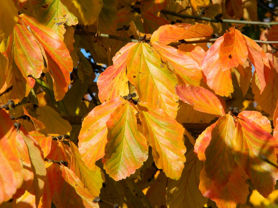 Parrotia persica , Perzisch IJzerhout.