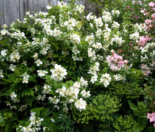 Philadelphus , 'Belle Etoile' , Boerenjasmijn