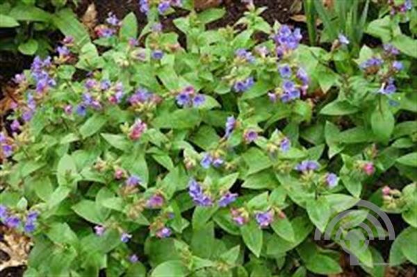 Pulmonaria ang. 'Azurea' , Longkruid