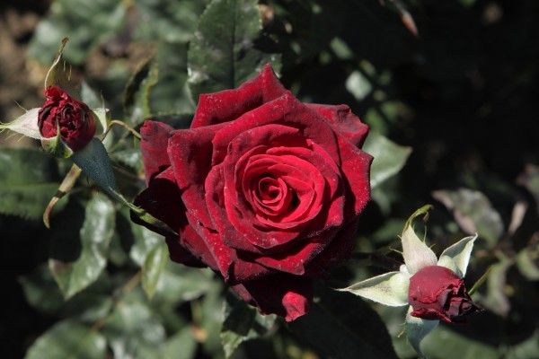 Rosa (T) 'Black Baccara' ® , Theehybrideroos