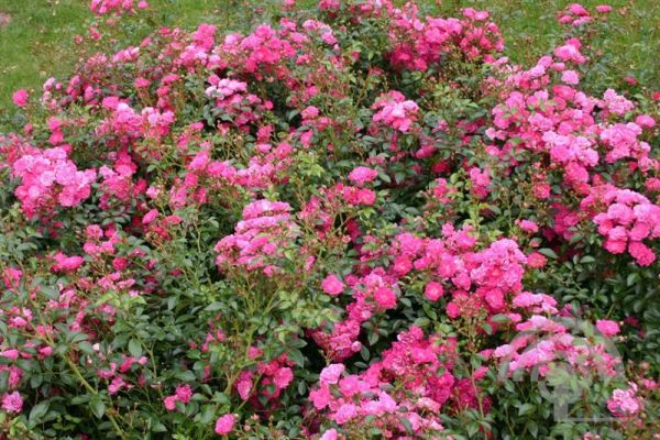 Rosa (M) 'Lovely Fairy' ® , Trosroos - Rosa polyantha