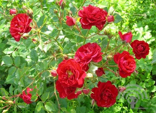 Rosa (P) 'Rote The Fairy' , Trosroos - Rosa polyantha