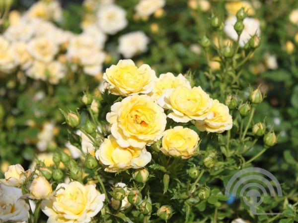 Rosa (H) 'Yellow Fairy' ® , Heesterroos