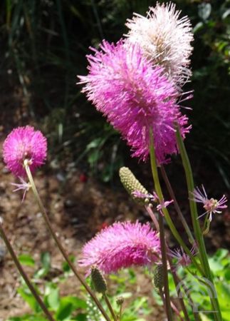 Sanguisorba obtusa , Pimpernel