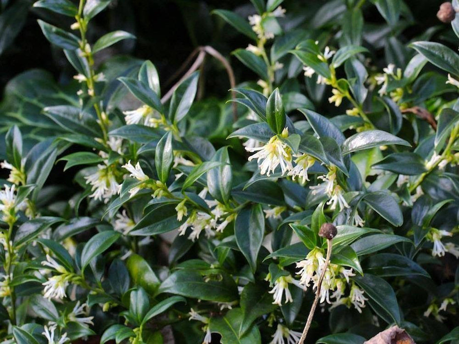 Sarcococca hookeriana , Vleesbes