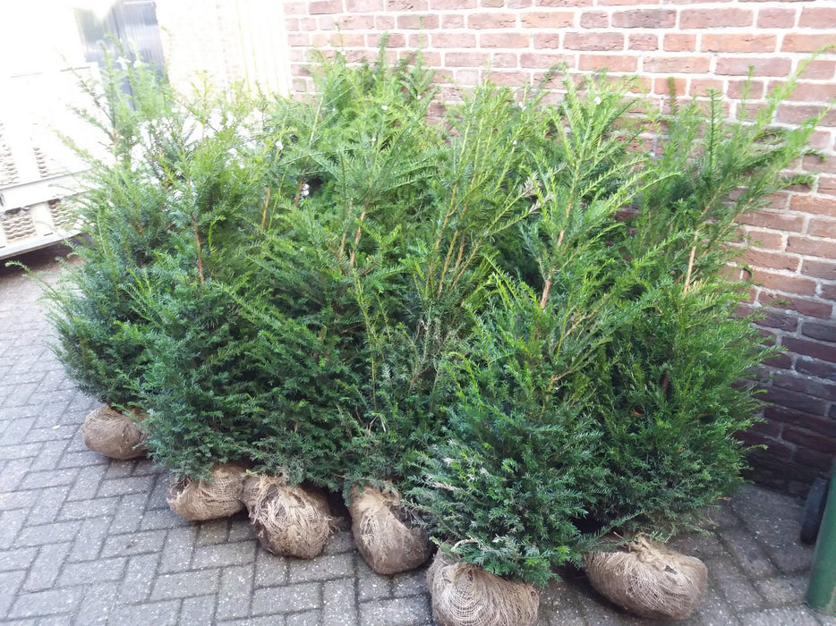 Taxus baccata , Venijnboom