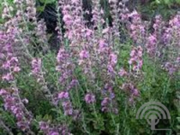 Teucrium lucidrys , Gamander