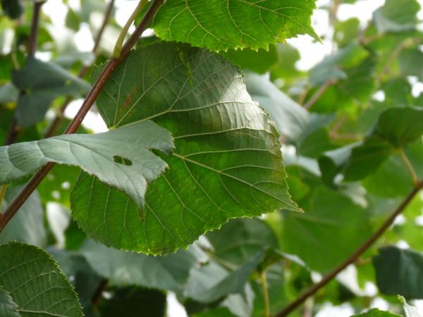 Tilia europaea 'Pallida' , Koningslinde