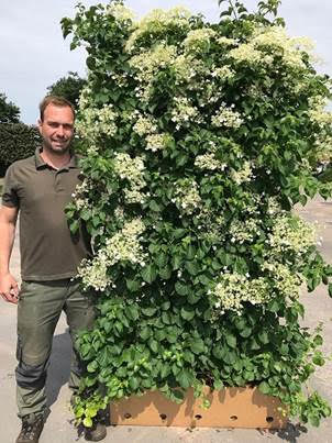 Hydrangea anomala 'Petiolaris' , Klimhortensia